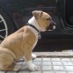 Otto con 2 meses.